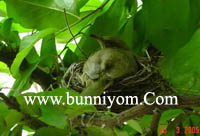 bird.santi%20asoke.pic1-TonyBA747oamTG.photos